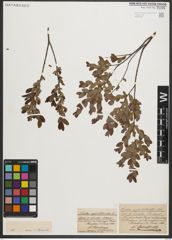 Foto von Salix myrtilloides L.